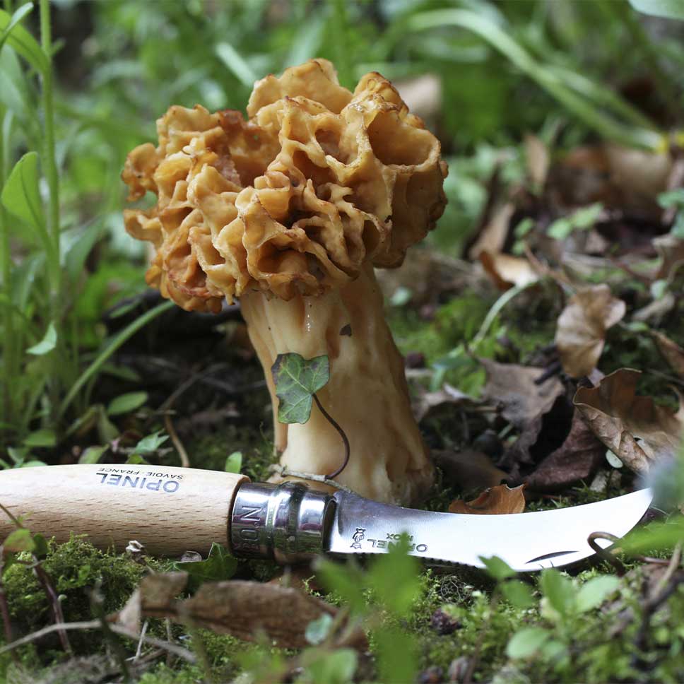 Couteau à champignons Opinel N°8 avec brosse 